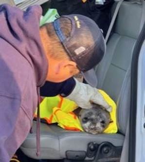 Photo of Seal Pup in Back of Public Works Truck