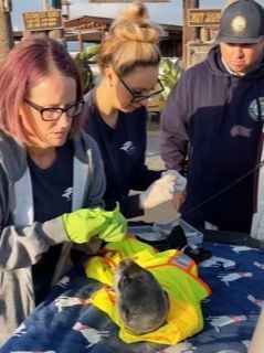 Pacific Marine Mammal Center staff taking care of seal pup