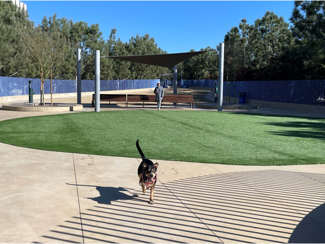 Photo of dog enjoying the updated dog park