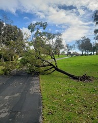 Photo of fallen tree after storm