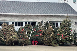 Christmas Tree Collection Program
