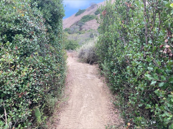 photo of trail after rehabilitation