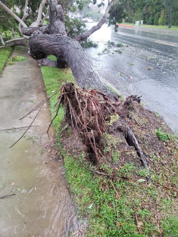Photo of tree that fell during recent storm