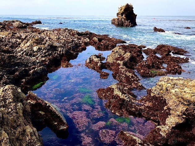 Image of Little Corona tidepools