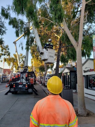 Image of Eucalyptus Tree Trimming