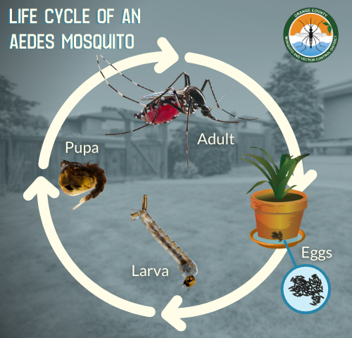 lifecycle of an aedes mosquito