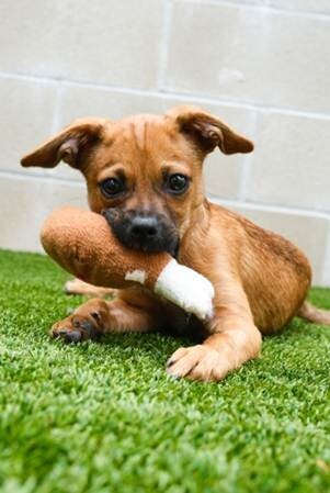 Photo of puppy with toy in its mouth
