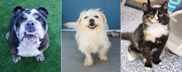 Graphic if animals for the Newport Beach ANimal Shelter 