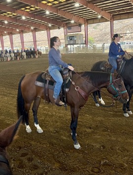 Photo of horses in arena with riders