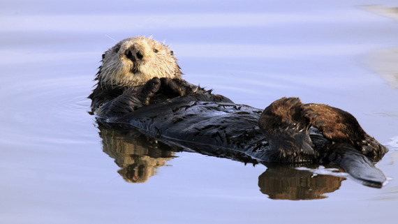 sea otter