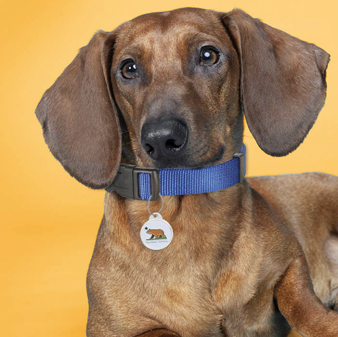 Pet Licensing - Dog picture 