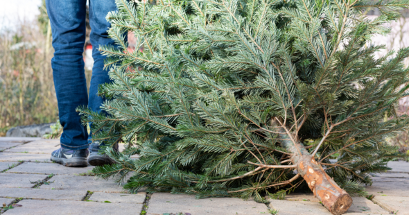 Christmas Tree Removal