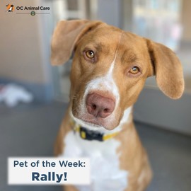 Pet of the week Rally