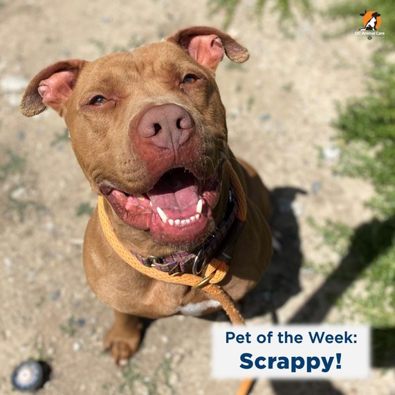 Scrappy the dog