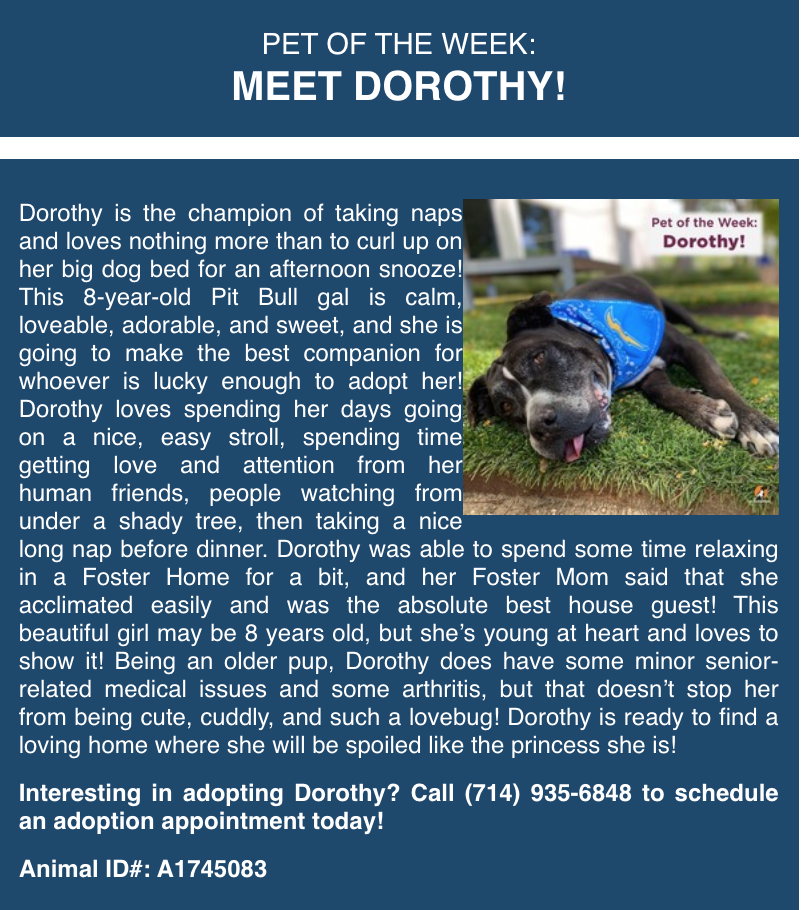 Pet of Week  - Dorothy