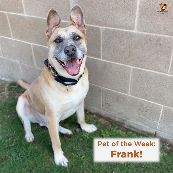 Frank Pet of the Week