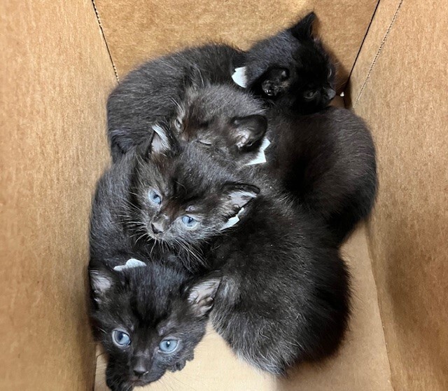 Black Kittens