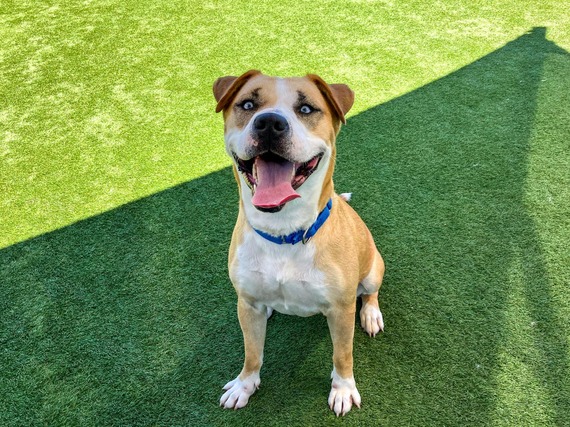 pet of the week 8/23/24