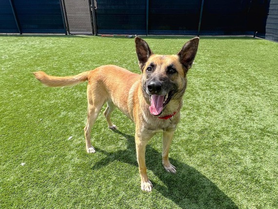 pet of the week 9/20/24