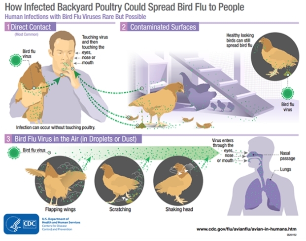 Bird flu from HCA flyer