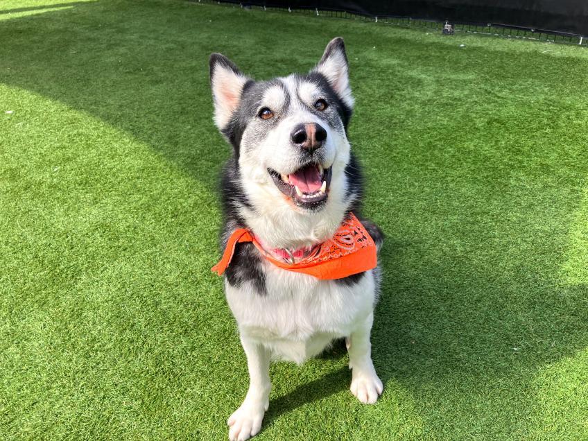 oc pet of the week zeus!