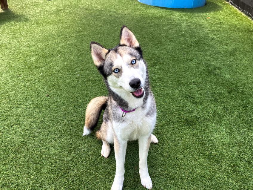 oc pet of the week summer!