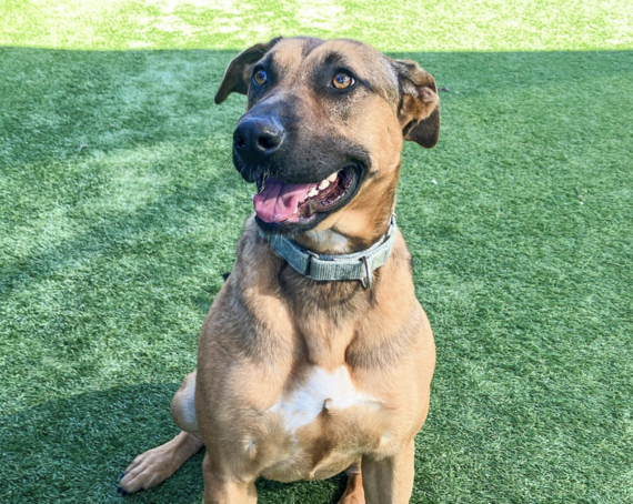 Gina the german shepherd