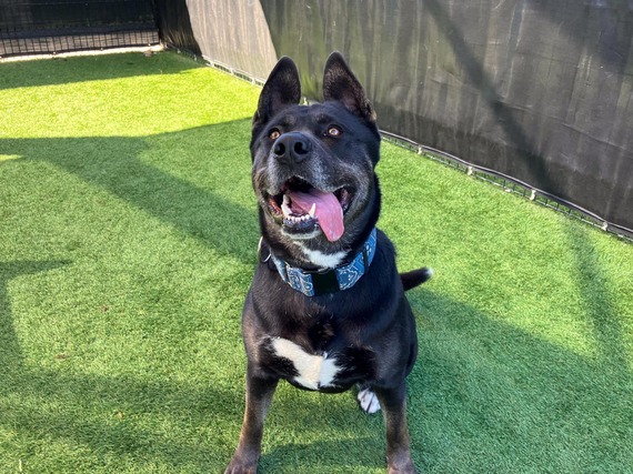 oc pet of the week zora!