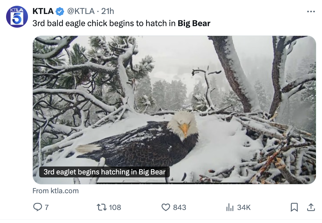 big bear new eaglets hatching