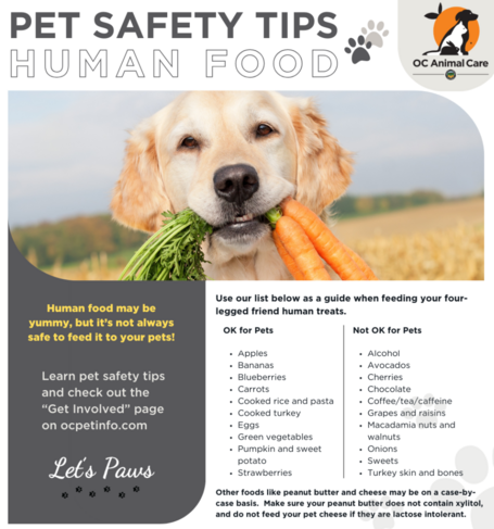 pet safety
