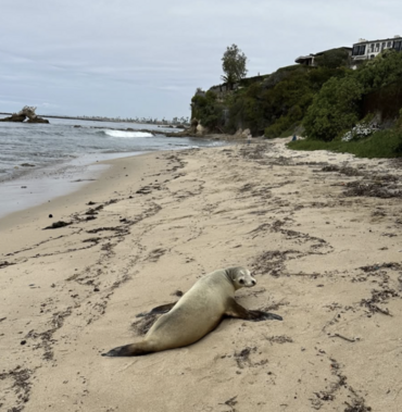 Seal on Laguna Beach, posing for PMMC rescuers
