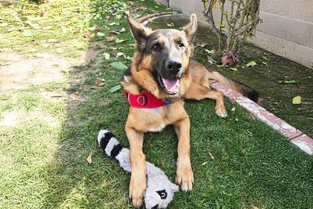 Pet of the Week 4.4.25: Jordan