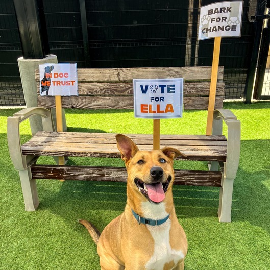 ella, pet of the week 