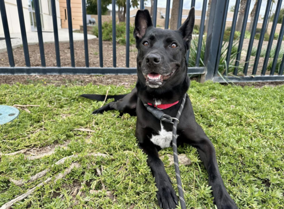 sheila pet of the week