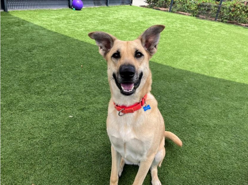 mercedes, pet of the week 