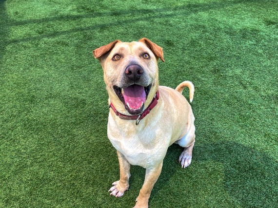 oc pet of the week chase!