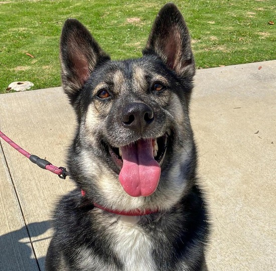  Tessa (A1894088) from OC Animal Care!