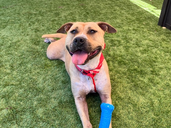 laurence pet of the week