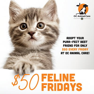 OC Animal Care Feline Fridays