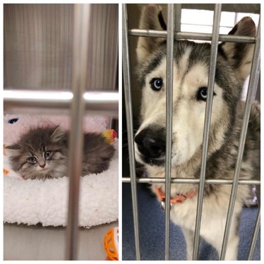 OC Animal Care Collage July 2025