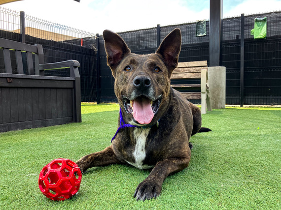 aniston pet of the week