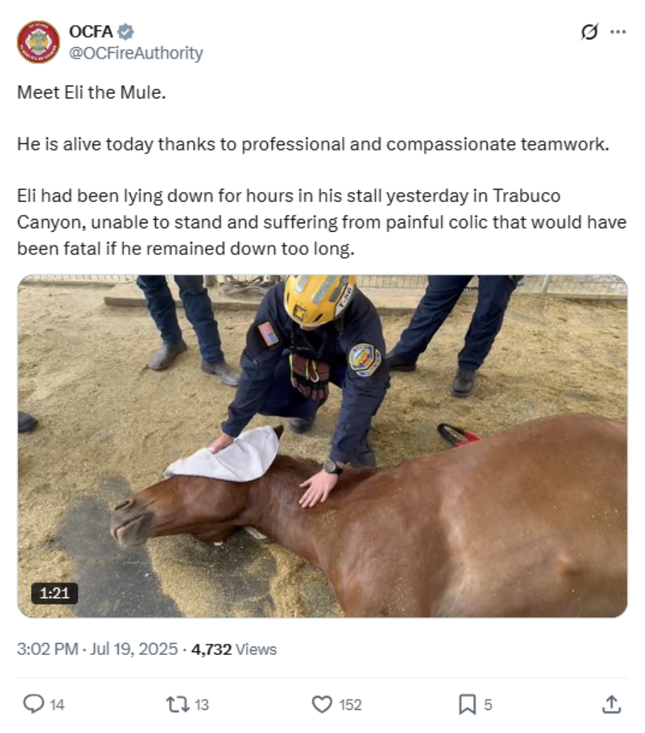 OCFA saves horse in Trabuco Canyon