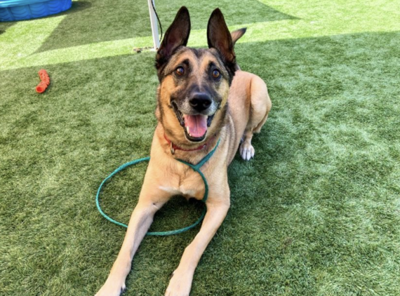 Rocky is a 6-year-old Jindo and German Shepherd mix