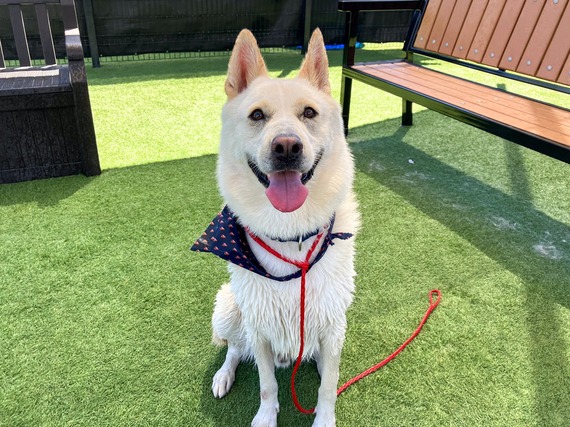 Mickey is Pet of the Week!