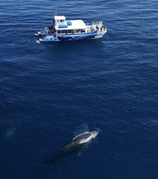 whale watching in dana point harbor