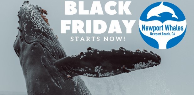 55% off whale watching nb