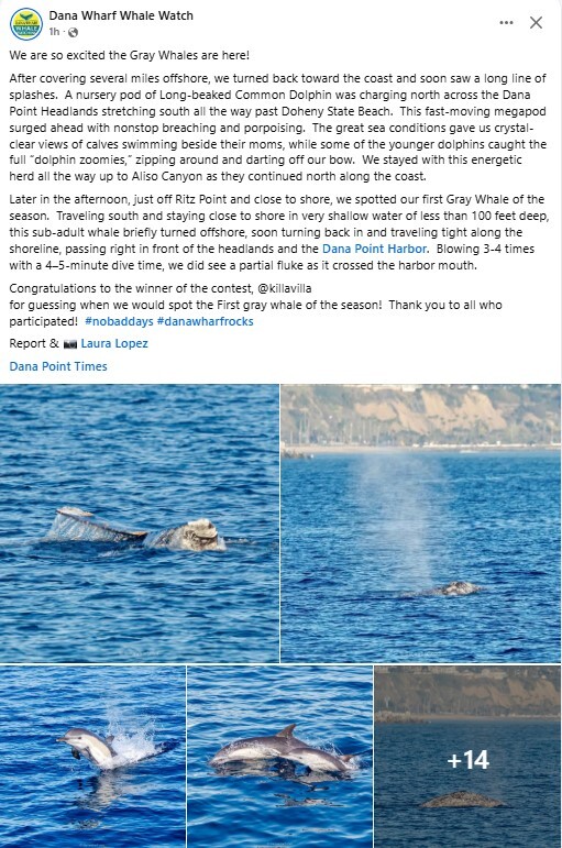 gray whales in dana wharf