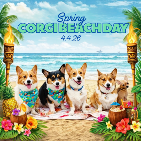 Corgi