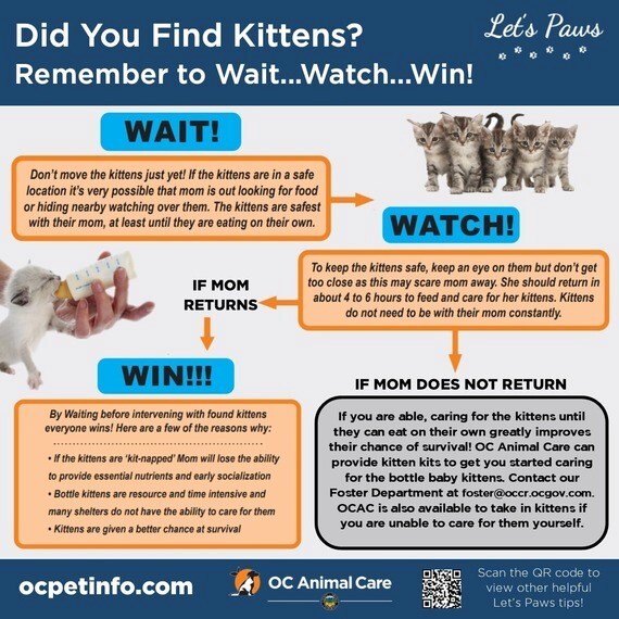 kittens