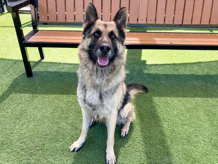 Pet of the week: rico